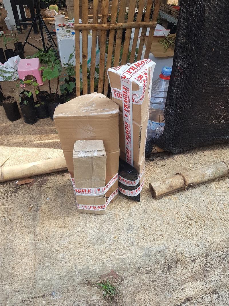 Product Introduction of benih unggul anggur import , 80cm-1 meteran 11