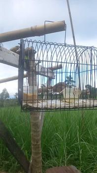 Product Review of SANGKAR UNTULAN BAHAN BESI, COCOK UNTUK HAMSTER BURUNG TUPAI DAN HEWAN BERUKURAN KECIL from s**a 0