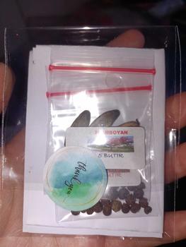 Product Review of 20 BUTIR BENIH TANAMAN PUCUK MERAH (sudah dikupas,siap tanam) from y**i 0