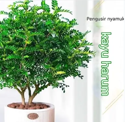Kayu Wangi-Tanaman Pengusir Nyamuk Alami【Kayu Wangi】Tanaman Pengusir Nyamuk + Pengharum Ruangan + Bisa Ditanam Pot-tanaman hijau palsu