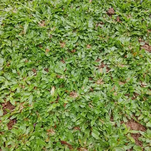 Tanaman Rumput Gajah Mini Potelan 3-5cm untuk Taman Bibit Hijauan Halaman Rumah Outdoor & Indoor Mudah Dirawat