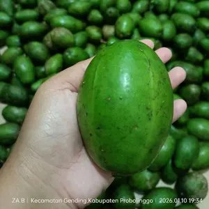 Kedondong Probolinggo Besar isi 5-6 per kg nya Cocok untuk Rujak atau asinan dan manisan