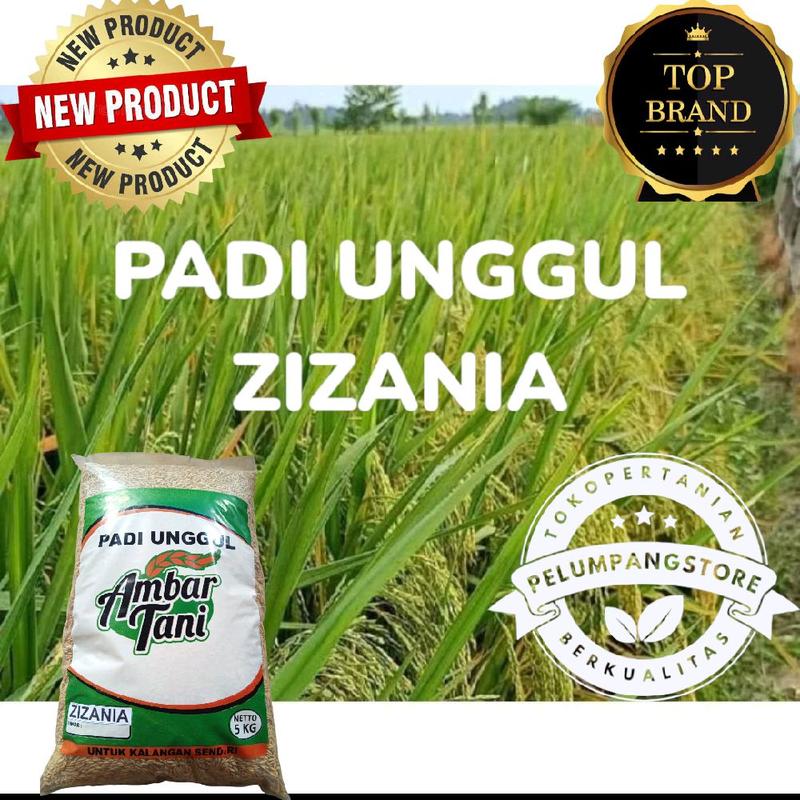 PADI DAN BENIH BENIH PADI ZIZANIA PREMIUM 5kg original produk 0