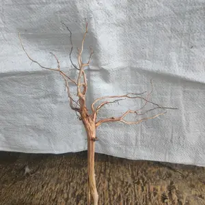 akar Rasamala size s hiasan aquarium