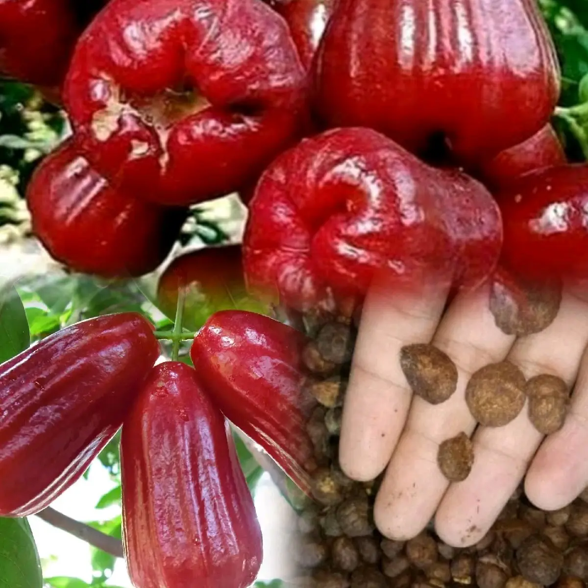 BENIH JAMBU AIR BERKUALITAS PREMIUM ( bibit jambu air citra )