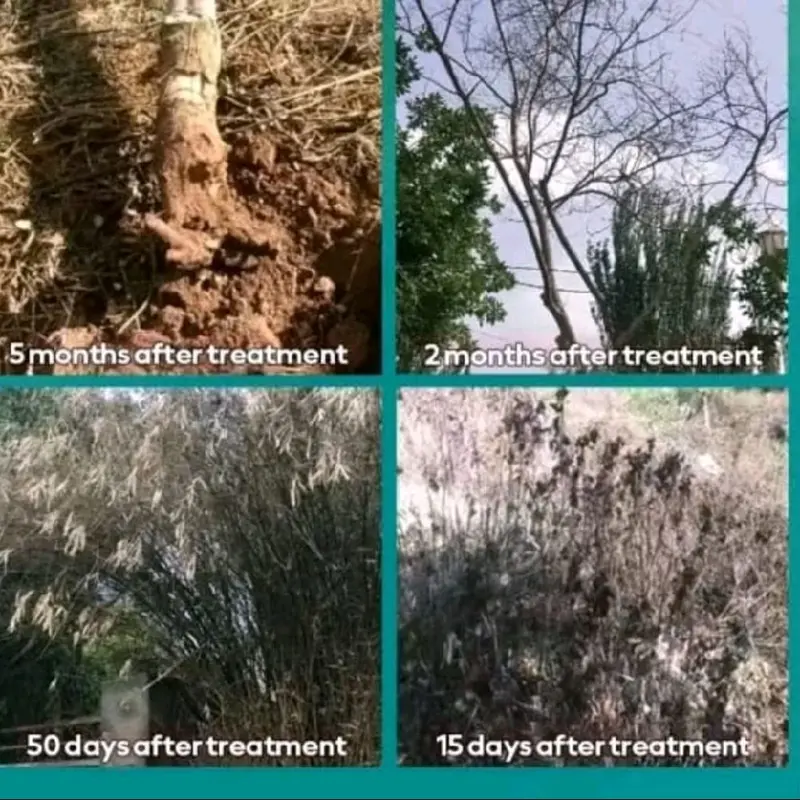 Bubuk weed killer racun rumput akar mati bisa semua jenis pohon dan bambu beli 1 gratis 1 3