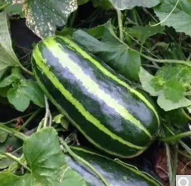Flower skin crisp melon seeds tip melon a cluster of bees vegetable melon early ripening not bitter water melon four seasons garden seeds