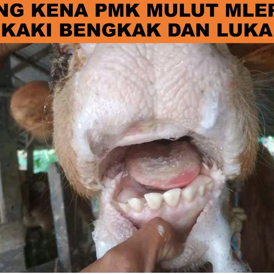 RIBOST KUNING UNTUK MENGOBATI DAN MENCEGAH PMK