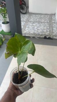 Product Review of Tanaman Hias Anthurium Bunga Merah-tanaman hijau palsu from B**U 0