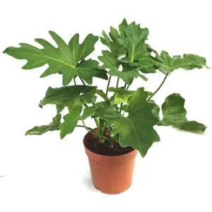 Tanaman Hias Philodendron Selloum Jari / Penghias Taman