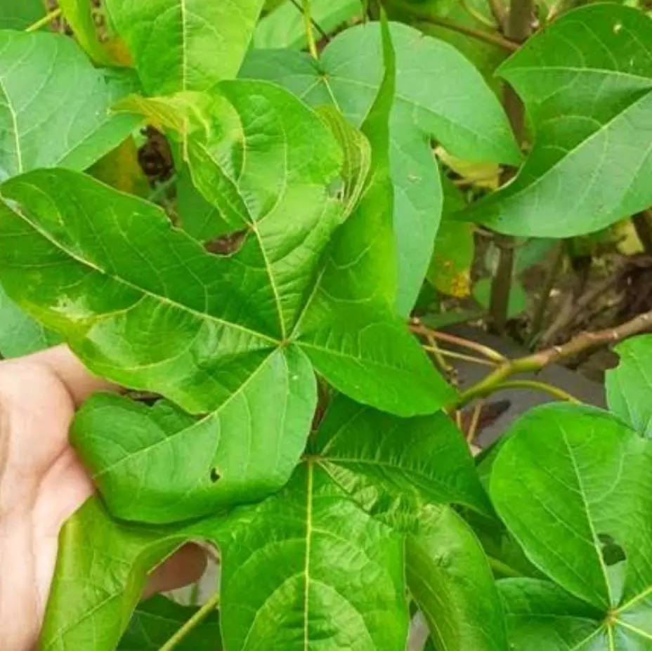 Daun kapas segar - daun kapas fresh organik 25 lembar