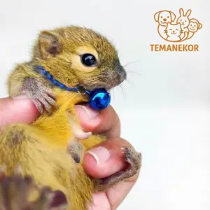 Kalung Tupai Sugar Glider Lucu + Lonceng