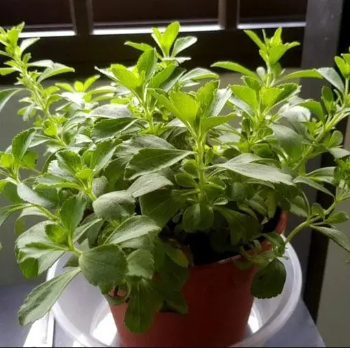 Bibit Benih Biji Tanaman Herb Daun Manis Stevia Rebaudiana Sugar Leaf 4