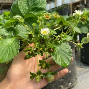 Varietas Mandalawangi Bibit Strawberry Hibrida (Tokun x XYZ)