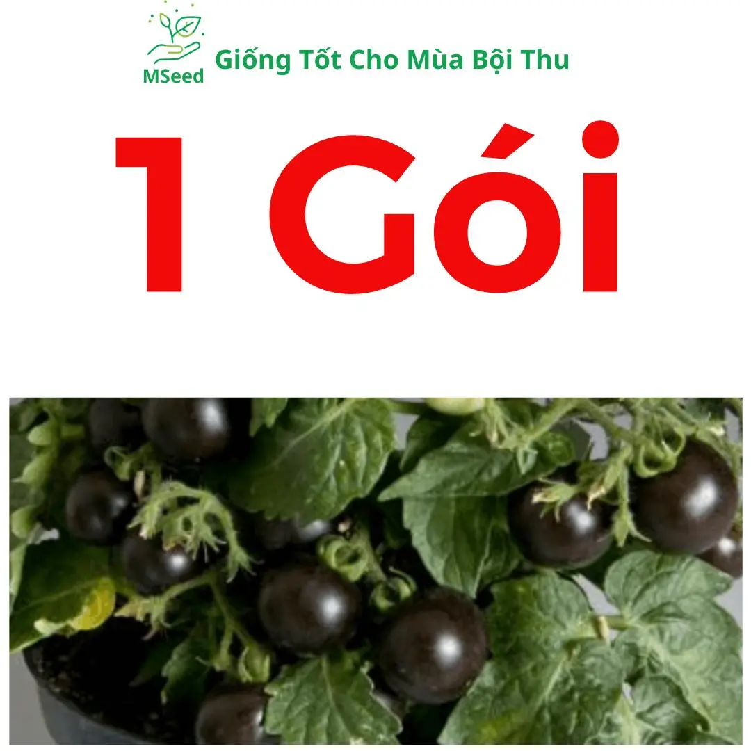 1 Gói Cà Chua Bi Đen (50 Hạt)