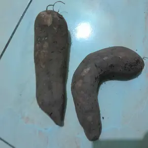 Umbi yakon premium manis berat 500gram dengan isian maksimal 4
