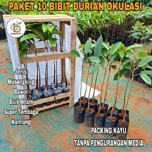 PAKET 10 BIBIT DURIAN OKULASI