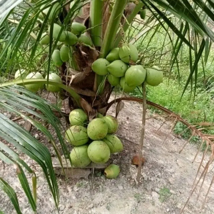 Bibit Kelapa Kopyor Hibrida Unggul cepat berbuah 4
