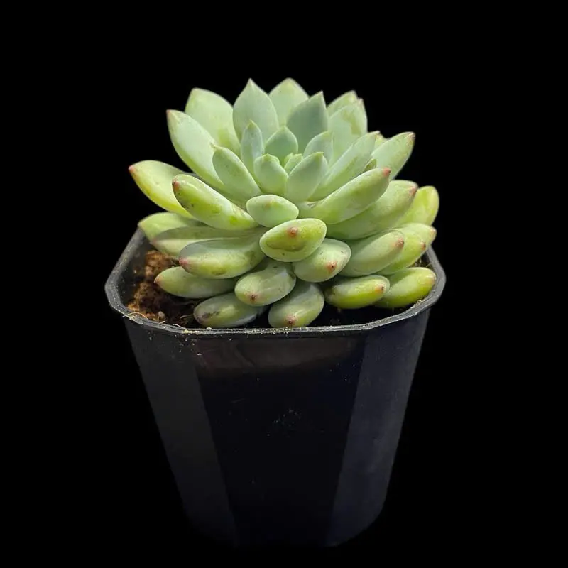 Sen đá size 6-10cm , cây sen đá, sen đá đẹp trang trí nhà cửa