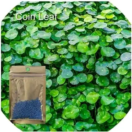 Benih Tanaman Air Big Leaf Grass Unggulan dan Termurah 5