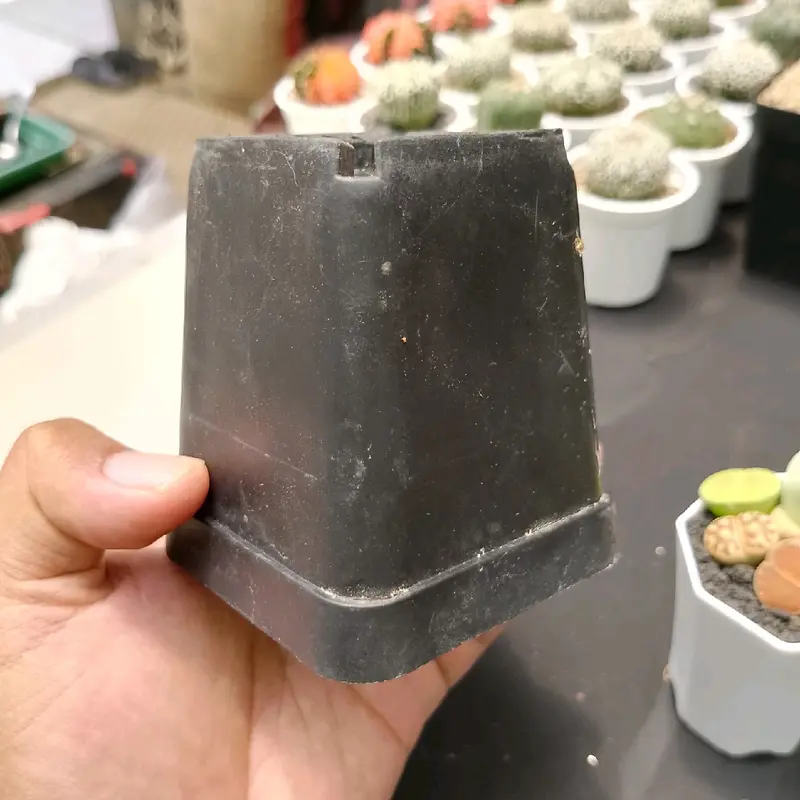 pot hitam kotak ukuran 10 cm cocok untuk tanaman 1