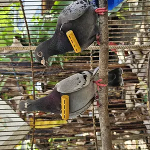 Sawangan Merpati Nyaring Hotang Pluit Hontang Burung Dara Terbaik