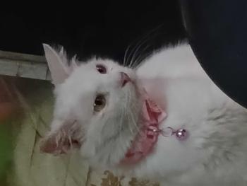 Product Review of Bundling 2 PCS Pussbite Makanan Kucing Kering Premium Frespack 800Gr from S**a 1