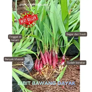 Bibit Bawang Dayak Sudah Berakar dengan Banyak Khasiat untuk Tumbuhan Organik Anda Mencegah Diabetes & Menurunkan Tekanan Darah Tinggi