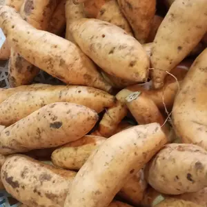 ubi madu cilembu ARBEN (isi 10-15) original mentah bersih Food Herbal Kecombrang