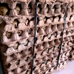 Telur puyuh fresh ecer 50 butir kualitas terbaik dari peternakan pribadi