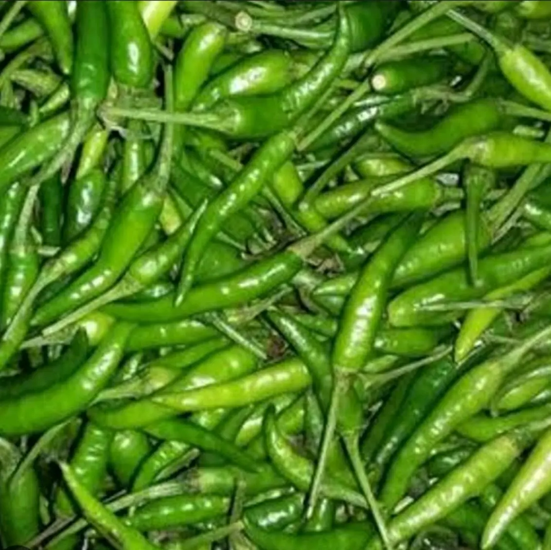Cabe rawit hijau cabe ijo fresh dan murah 1kg chita sil
