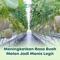 Gambar INFARM - Nutrisi AB Mix Buah Melon Untuk 100 Liter, Pupuk Serbuk untuk Konvensional dan Hidroponik Premium Organik Penyubur Tanaman Pelebat Buah Melon Besar Kaya Kalsium Padat Lengkap dari Infarm Kota Surabaya 5 Tokopedia
