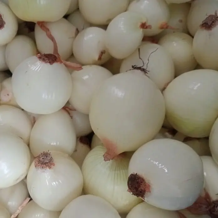 BBY TANPA KULIT 2 KG