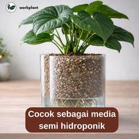 Gambar Lechuza Pon - Soil Free Media Tanam Super Porous Tanaman Hias dari workplant official Kota Surabaya 4 Tokopedia