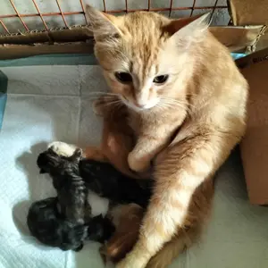 10pcs Alas Pipis Underpad Kucing Anjing Popok Kucing Pad pipis Kucing Kelinci Alas Ompol Anjing