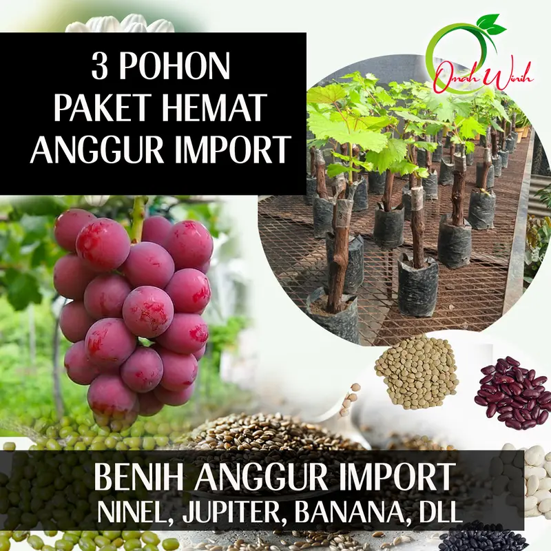 BENIH BBT ANGGUR IMPORT NINEL, JUPITER DLL  PREMIUM / BBT  ANGGUR IMPORT 0