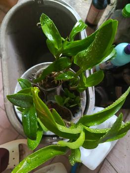 Product Review of RIEKE ARTIFICIAL PLANT ANGREK CATTY 6 PCS - KUALITAS TERJAMIN ESTETIK from R**t 0