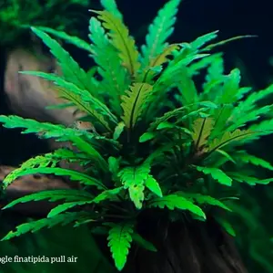 Haygropila pinatifida paket 3 batang tanaman aquascape hiasan aquarium