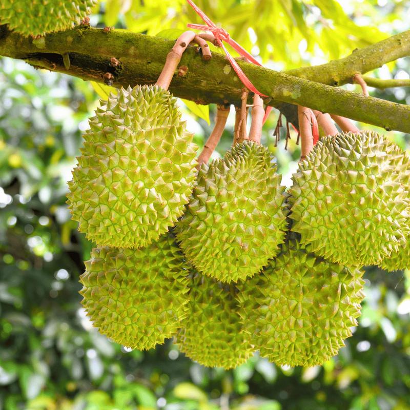 Pupuk Organik Cair Tanaman Durian Booster Pelebat dan Perangsang Buah Durian Premium Organik Kemasan 500ml 5