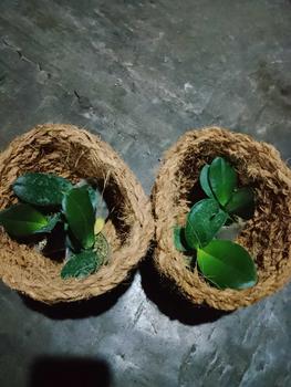 Product Review of pot plastik ANGBUL KUALITAS BAGUS dapat 3 (HKM-B/SD) from a**r 0