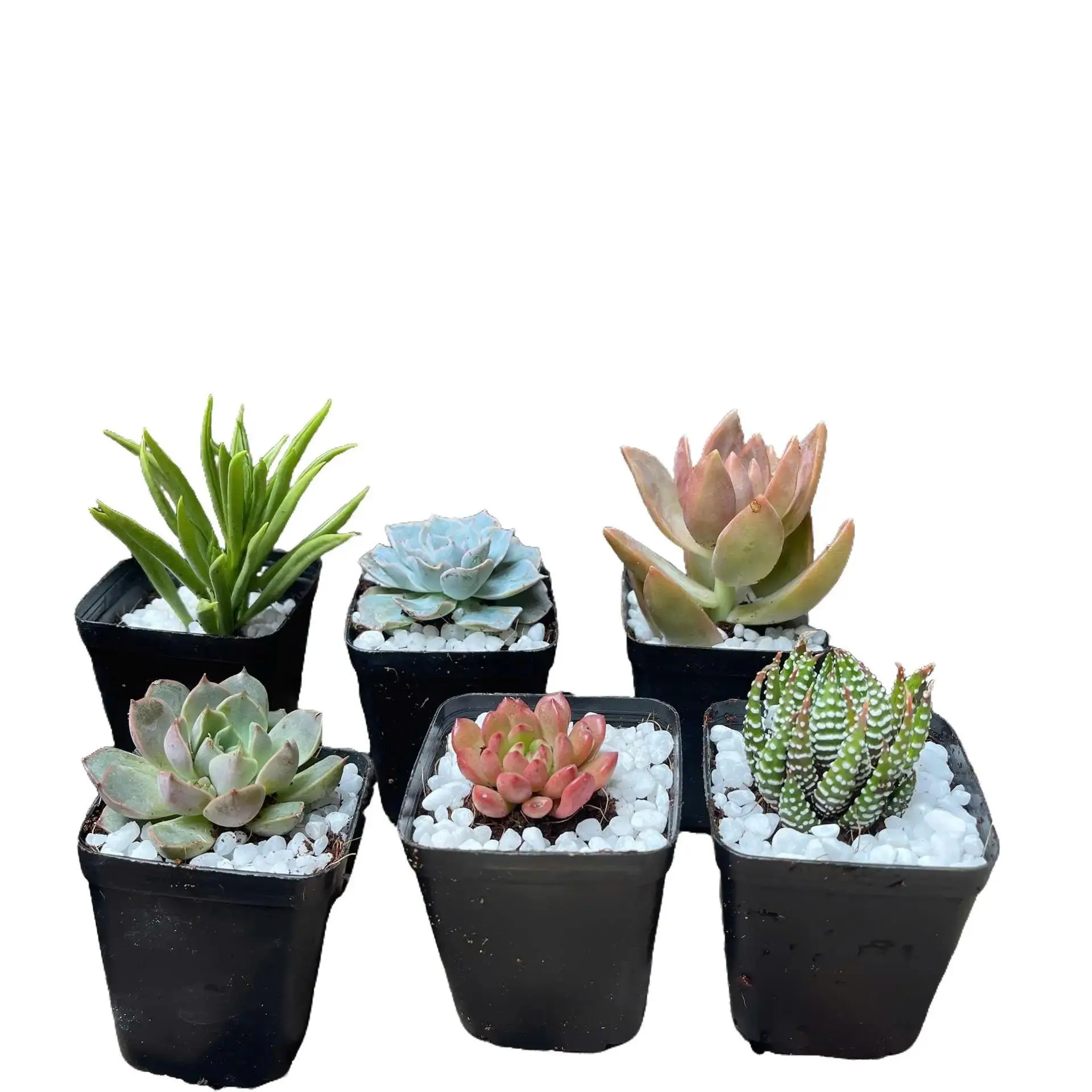 Sen đá size mini 2.5-4cm , cây sen đá - sen đá đẹp trang trí nhà cửa