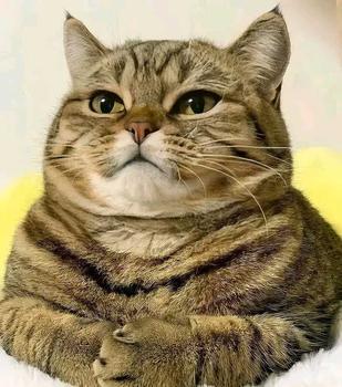 Product Review of Salep Krim Fungiluk Penghilang Jamur Scabies Kulit Kucing Anjing Anti Gatal Hewan Peliharaan Aerizoo from m**k s**g 0
