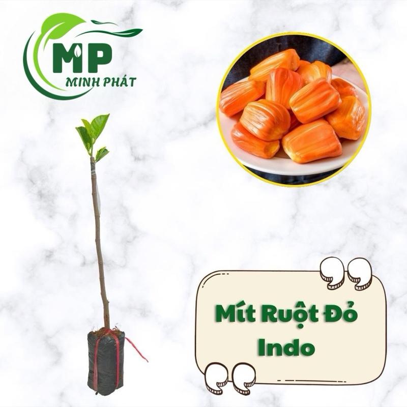  Cây giống Mít Ruột Đỏ Indo ruột đỏ xơ vàng nhanh cho trái 