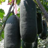 Gambar Benih Melon Musim Dingin Kulit Hitam Raksasa Hasil Tinggi (30 Biji) Benih Labu Lilin Segar untuk Menanam Tanaman Sayuran Benih Sayuran Organik untuk Pot Berkebun Benih Tanaman Sayuran Labu Putih Tanaman Sayuran Hidup Dijual Tanaman Luar Ruangan Buto - 4 pack dari Benih Pilihan Alam Kota Administrasi Jakarta Pusat 3 Tokopedia