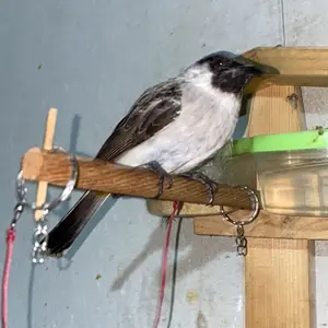 Tali Burung Kutilang Bahan Mokasin Anyam Rapi Kuat Lembut Tahan Lama untuk Hewan Peliharaan Anda