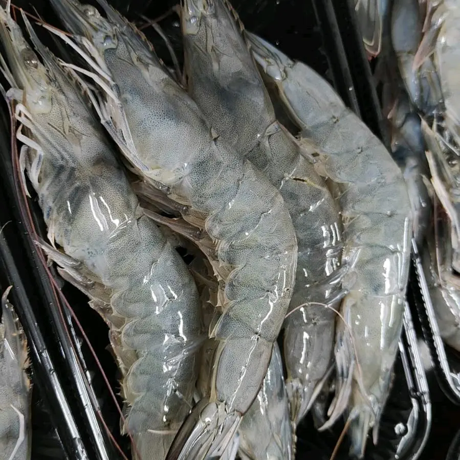 Fresh Frozen Grey Prawn (180gm-200gm)