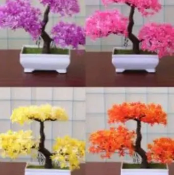 bonsai minimalis harga 15000