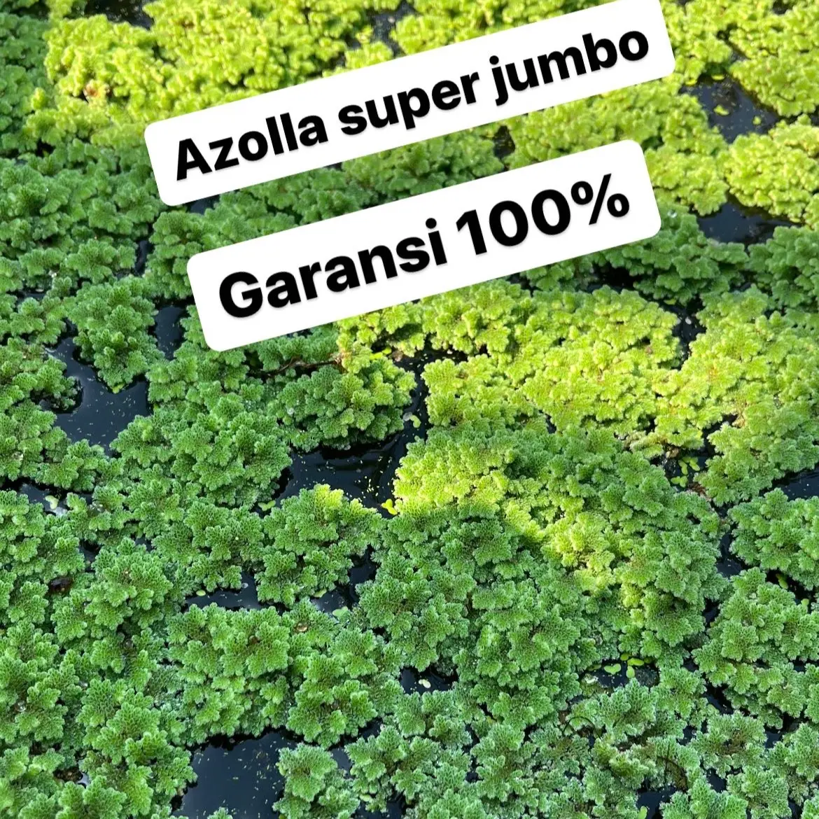 Azolla 1kg garansi pakan alternatif ternak dan ikan