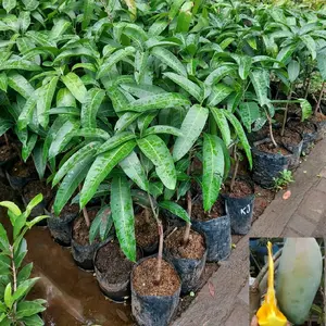 nama produk mangga kyojay, hasil okulasi, cepat berbuah dengan ketinggian kurang lebih 60cm