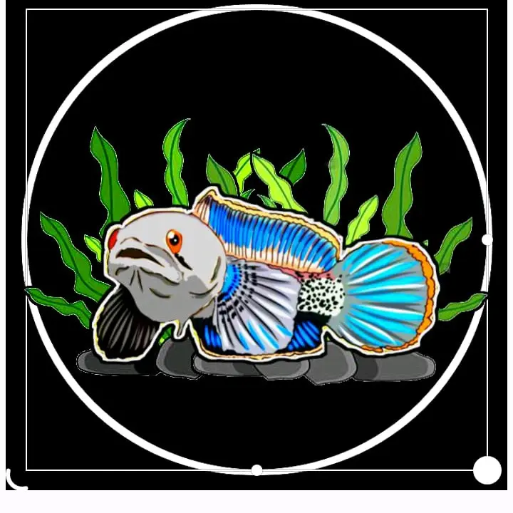 sticker kualitas asiatica 6-7cm 0